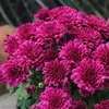 image:imageAltman Plants Purple Chrysanthemum Plants Live Mums Plant 4PK in 1 Quart Pots Outside Garden Flowers for Fall Outdoor Flowering Hardy Mum Outdoor Plant Pack Easy Care