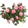 image:imageAltman Plants True Bloom Pink Rose Bush True Bliss Live Rose Plant Plant Lover Gifts Live Outdoor Plants Garden Rose Bushes Ready to Plant Roses Live Plants Outdoor Plants in 8 qt Nursery Pot