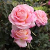 image:imageAltman Plants True Bloom Pink Rose Bush True Bliss Live Rose Plant Plant Lover Gifts Live Outdoor Plants Garden Rose Bushes Ready to Plant Roses Live Plants Outdoor Plants in 8 qt Nursery Pot