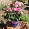image:imageAltman Plants True Bloom Pink Rose Bush True Bliss Live Rose Plant Plant Lover Gifts Live Outdoor Plants Garden Rose Bushes Ready to Plant Roses Live Plants Outdoor Plants in 8 qt Nursery Pot