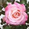 image:imageAltman Plants True Bloom Pink Rose Bush True Bliss Live Rose Plant Plant Lover Gifts Live Outdoor Plants Garden Rose Bushes Ready to Plant Roses Live Plants Outdoor Plants in 8 qt Nursery Pot