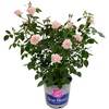 image:imageAltman Plants True Bloom Pink Rose Bush True Bliss Live Rose Plant Plant Lover Gifts Live Outdoor Plants Garden Rose Bushes Ready to Plant Roses Live Plants Outdoor Plants in 8 qt Nursery Pot
