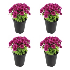 image:imageAltman Plants Purple Chrysanthemum Plants Live Mums Plant 4PK in 1 Quart Pots Outside Garden Flowers for Fall Outdoor Flowering Hardy Mum Outdoor Plant Pack Easy Care