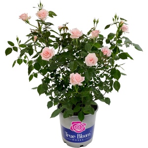 image:imageAltman Plants True Bloom Pink Rose Bush True Bliss Live Rose Plant Plant Lover Gifts Live Outdoor Plants Garden Rose Bushes Ready to Plant Roses Live Plants Outdoor Plants in 8 qt Nursery Pot