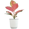 image:imageAltman Plants Chinese Evergreen Live Plant Decor Aglaonema China Red with 4 Inch White Plastic Plant Pot Easy to Grow Desk Plant Easy Plant Gift Decorative Indoor Plant Grown in Potting Soil Mix
