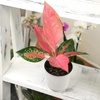 image:imageAltman Plants Chinese Evergreen Live Plant Decor Aglaonema China Red with 4 Inch White Plastic Plant Pot Easy to Grow Desk Plant Easy Plant Gift Decorative Indoor Plant Grown in Potting Soil Mix