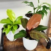 image:imageLive Philodendron House Plant Decor 3PK Indoor Houseplant Philodendrons Mix Pack Real Plant Box Rotating Assortment Includes White Decorative Planters