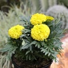 image:imageAfrican Yellow Marigold Flowers 4PK Garden Annuals for Spring Gardening Live Outdoor Plants 4 Grower Pots Multipack