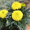 image:imageAfrican Yellow Marigold Flowers 4PK Garden Annuals for Spring Gardening Live Outdoor Plants 4 Grower Pots Multipack