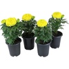 image:imageAfrican Yellow Marigold Flowers 4PK Garden Annuals for Spring Gardening Live Outdoor Plants 4 Grower Pots Multipack
