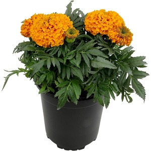 image:imageAssorted African Marigold Flowers Garden Annuals for Spring Gardening Yellow or Orange Live Outdoor Plants Color Will Vary 1Gallon Pot